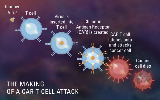 <ul><li><p>t cells engineered to recognize tumor antigens</p></li></ul><p></p>