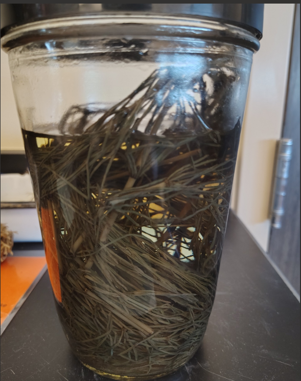 <ol><li><p>Name the phylum</p></li></ol><p></p>