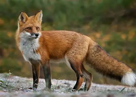 <p>What Mammal is this?</p>