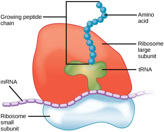 <p>A particle within a cell that is made up of ribosomal RNA (rRNA) and proteins. Its function is to synthesize protein according to the mRNA sequence</p>