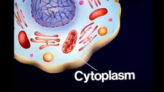 <p>sits between the outer cell membrane and the nucleus (if present), holding all the internal parts and organelles (if present) in place</p>