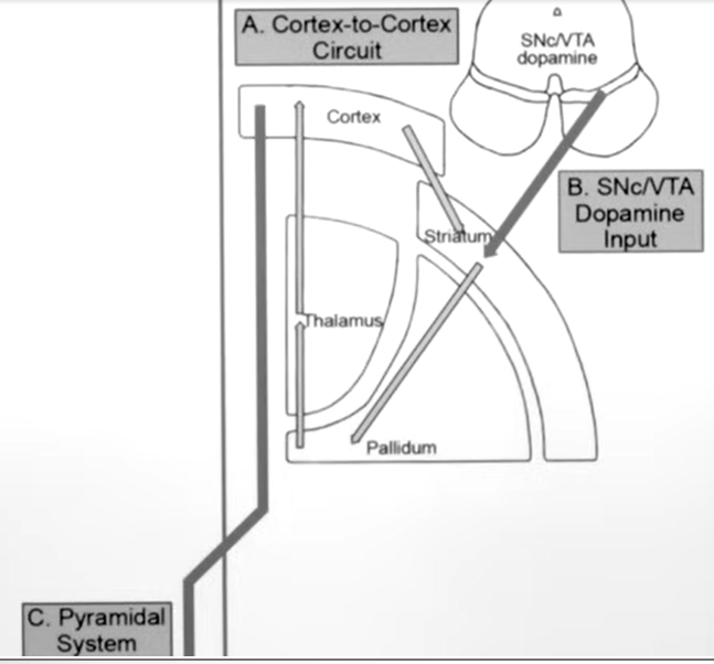 <p>Cortexā>Striatumā>Globus pallidusā>Thalamusā>Cortexā>Midbrain to spinal cordā>Muscles</p>