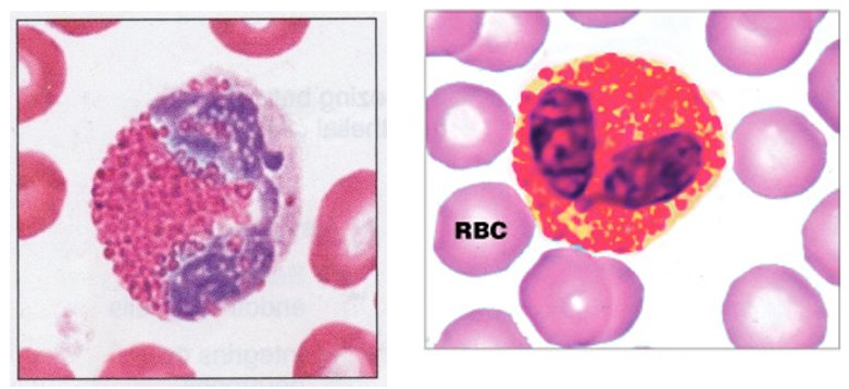 <ul><li><p>1-3% of WBCs</p></li><li><p>Nucleus 2-3 lobes connected by thin strand; granules appear red-orange with acidic dye</p></li></ul><p></p><p>Function:</p><ul><li><p>targets certain parasitic worms</p><ul><li><p>gather around worm, and releases digestive chemicals from granules</p></li></ul></li><li><p>also has complex role in allergic responses and asthma </p></li></ul><p></p>