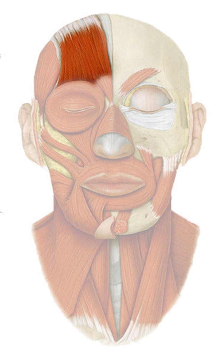 <p>Frontalis</p>