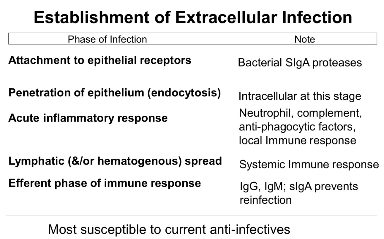 <p><strong><u>Obj. 2</u></strong></p><p>Differentiate the four main types of infectious disease - toxigenic, <strong>extracellular</strong>, facultative intracellular, obligate intracellular-including their basic characteristics, common pathogens, and the most important host defenses.</p><ol><li><p><strong><u>Extracellular Infection</u></strong></p></li></ol><ul><li><p>Establishment of Extracellular Infection</p></li></ul><p></p>