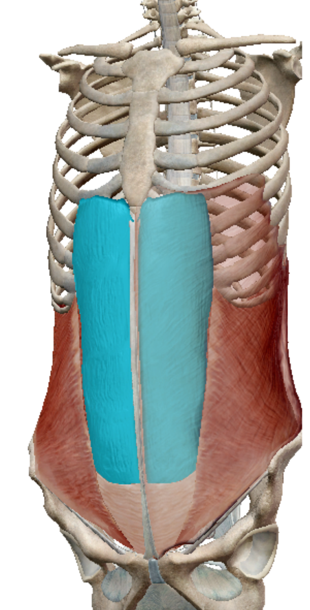 <p>rectus abdominis action</p>