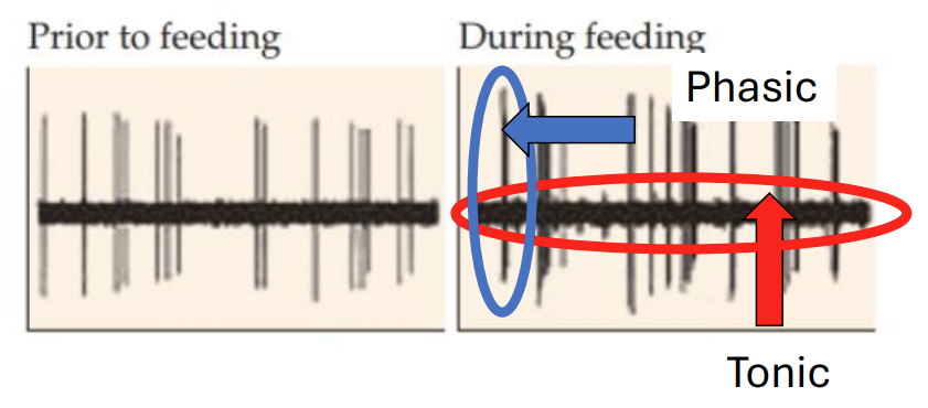 <ul><li><p>Phasic DA: Brief, strong bursts (situational; ~ DA hits)</p></li><li><p>Tonic DA: Weaker, baseline level over time</p></li></ul><div data-type="horizontalRule"><hr></div><ul><li><p></p></li></ul><p></p>