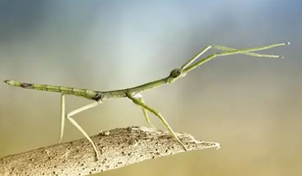 <p>What insect is this </p>