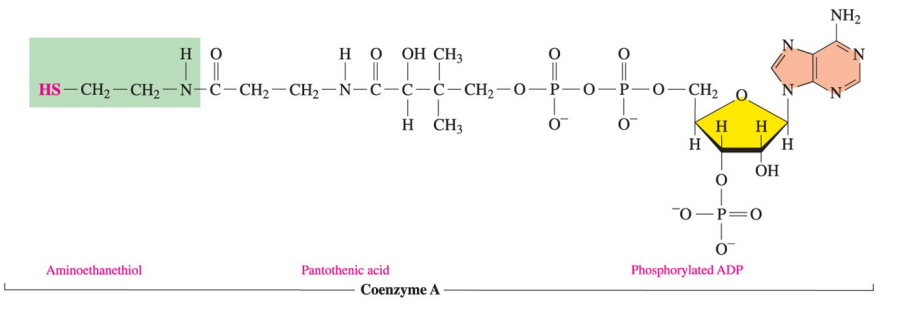 <p>Coenzyme A (CoA) contains pantothenic acid (vitamin B5 ) phosphorylated ADP, and aminoethanethiol.</p>
