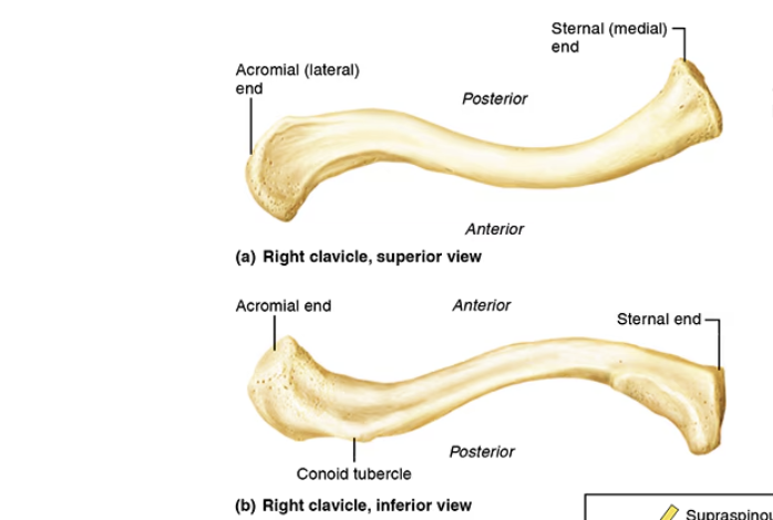 <p>a slender, slightly curved long bone located at the base of the neck. connects arm to ribcage, acting as a strut to keep the shoulder joint in place. runs horizontally from breastbone to the top of shoulder. </p><p><span> distinct "S" shape. The half closest to the center of your chest curves forward (convex), while the half closest to your arm curves backward (concave) </span></p><p><span><strong>Medial (Sternal) End:</strong> rounded, thicker end connects to the center of your chest at the top of your breastbone (sternum) to form the sternoclavicular joint.</span> </p><p><span><strong>Lateral (Acromial) End:</strong> This flatter, thinner end connects to the outer tip of your shoulder blade (acromion) to form the acromioclavicular (AC) joint.</span></p><p></p>