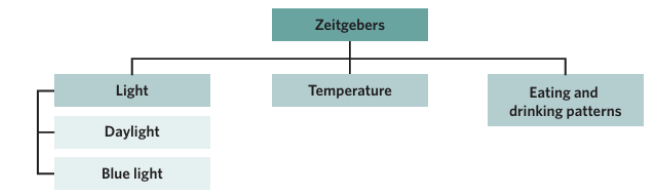 <p><span style="background-color: inherit; line-height: 20.7px; color: windowtext;"><strong>Zeitgebers </strong>are external cues from the environment that influence the circadian rhythm/provide signals to our brains to do things at certain times</span><span style="line-height: 20.7px; color: windowtext;"> </span></p><ul><li><p class="Paragraph SCXO256839142 BCX0" style="text-align: left;"><span style="background-color: inherit; line-height: 20.7px; color: windowtext;">German word for 'time givers'</span><span style="line-height: 20.7px; color: windowtext;"> </span></p></li><li><p class="Paragraph SCXO256839142 BCX0" style="text-align: left;"><span style="background-color: inherit; line-height: 20.7px; color: windowtext;">Sleep-wake patterns can be improved when individual is exposed to the correct zeitgebers at the appropriate times to optimise sleep</span><span style="line-height: 20.7px; color: windowtext;"> </span></p></li></ul><p class="Paragraph SCXO256839142 BCX0" style="text-align: left;"><span style="line-height: 20.7px; color: windowtext;"> </span></p><p class="Paragraph SCXO256839142 BCX0" style="text-align: left;"><span style="background-color: inherit; line-height: 20.7px; color: windowtext;"><strong>Endogenous factors </strong>means originating or growing from within an organism, system, or body – internal factors</span><span style="line-height: 20.7px; color: windowtext;"> </span></p>