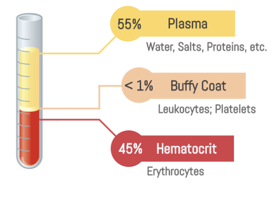<ol><li><p>plasma (55%) </p></li><li><p>buffy coat AKA white blood cells &amp; platelets (1%)</p></li><li><p>red blood cells (44%)</p></li></ol><p></p>