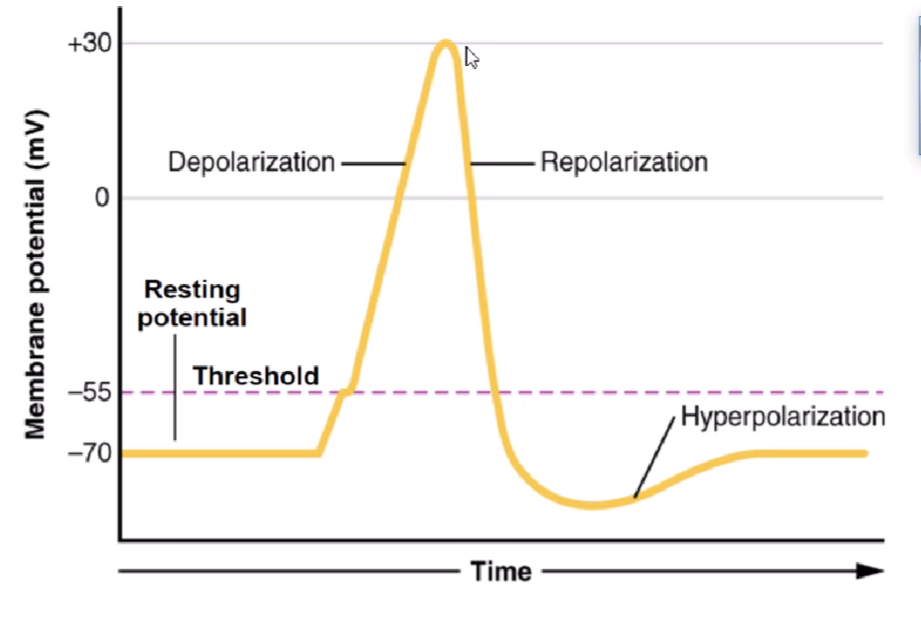 Membrane potential briefly becomes more negative than resting potential.