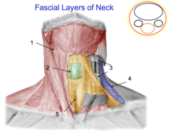<p>Identify the fascia at #5</p>