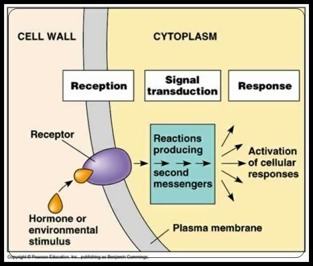 <ul><li><p><span style="background-color: transparent;"><span>Step 1: signal arrives&nbsp;</span></span></p></li><li><p><span style="background-color: transparent;"><span>Step 2: receptor protein conformation change in response to signal&nbsp;</span></span></p></li><li><p><span style="background-color: transparent;"><span>Step 3: receptor or associated protein catalyzed phosphorylation&nbsp;</span></span></p></li><li><p><span style="background-color: transparent;"><span>Step 4: phosphorylation&nbsp;triggers either </span></span></p><ul><li><p><span style="background-color: transparent;"><span>Phosphorylation</span></span></p></li><li><p><span style="background-color: transparent;"><span>Second messenger&nbsp;</span></span></p></li></ul></li><li><p><span style="background-color: transparent;"><span>Step 5: Phosphorylated proteins or 2nd messenger initiate response</span></span></p></li><li><p><span style="background-color: transparent;"><span>Step 6:&nbsp;multiple possibilties </span></span></p><ul><li><p><span style="background-color: transparent;"><span>active/repress transcription</span></span></p></li><li><p><span style="background-color: transparent;"><span>activate/repress translation</span></span></p></li><li><p><span style="background-color: transparent;"><span>Change ion flow&nbsp;</span></span></p></li></ul></li></ul><p></p>