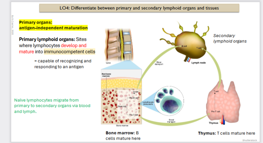 <p>Primary Organs: Antigen independent maturation (origin of B and T cells)</p><p></p><p>Primary Lymphoid organs: Sites where lymphocytes <strong>develop </strong>and <strong>mature </strong>into <strong>immunocompetent </strong>(capable of recognizing and responding to an antigen) cells. </p><p></p><p>Naive lymphocytes migrate from primary to secondary organs via blood and lymph.</p><p></p><p><strong>B cells </strong>mature from the <strong>bone marrow</strong></p><p><strong>T cells </strong>mature from the <strong>thymus</strong></p><p></p><p><strong>Naive lymphocytes </strong>(recently mature B/T cells that do not have their antigen yet.) migrate from primary to secondary organs via blood and lymph.</p>