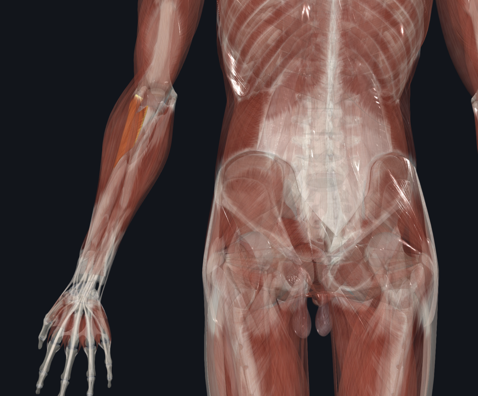 <p>What is this muscle?</p>
