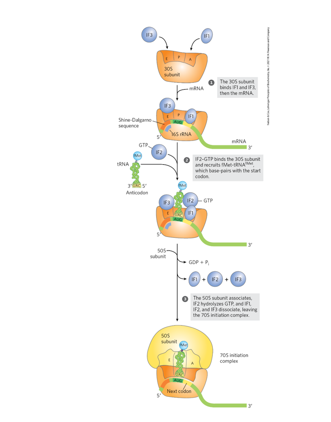 <p>Use Fig. 27-24 (p. 1028) to discuss the key events in translation</p><p>initiation.</p><p></p>