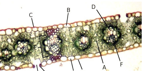 <p>What is this structure? </p>
