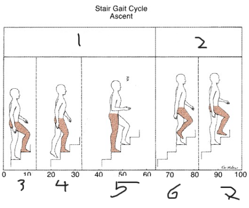 <p>Stair gait (fill in the blanks)</p>