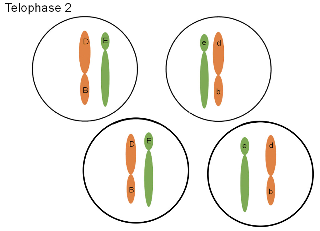 <p>2 cells divide into 2 haploid daughter cells; total of 4</p>