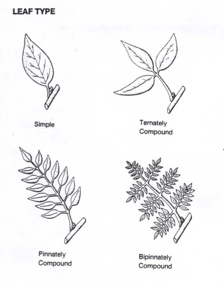 <ul><li><p>Simple</p></li><li><p>Pinnately compound</p></li><li><p>Ternately compound</p></li></ul><p></p>