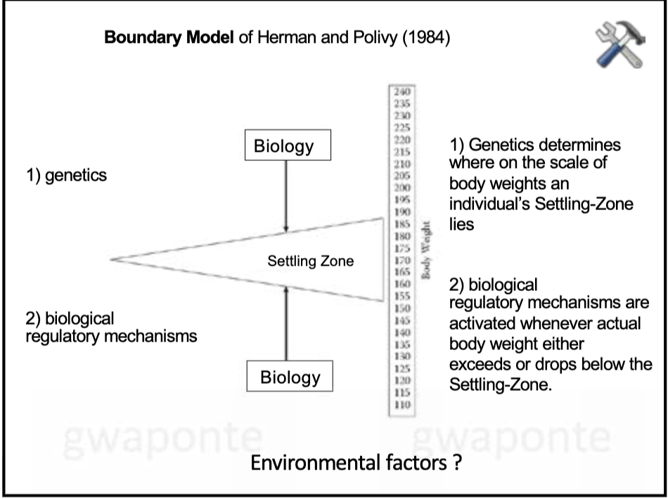 <p>Genetics determines where on scale of body weights an individual’s setting zone lies</p><p>Biological regulatory mechanisms are activated whenever actual body weight either exceeds or drops below the settline-zone</p>