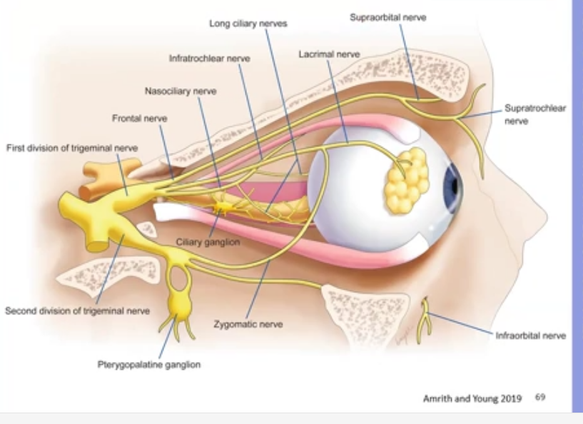 <p>as opth and max divisions enter the skull and run within sinus </p><p>mandibular division lies below the sinus </p><p>the sensory fibres from all 3 divisions enter the trigeminal ganglion where they synapse </p><p>fibres then leave and enter the pons as either the sensory or motor root </p><p></p>