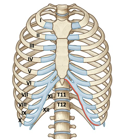 <p>Component parts of the thoracic cage</p>