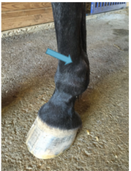 <p>What are the etiologies for metacarpophalangeal (fetlock) joint OA in horses?</p>
