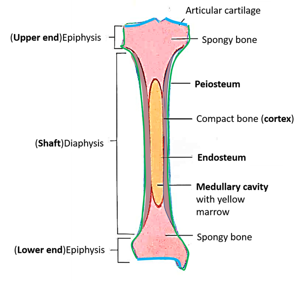 <p>Lower epiphysis</p>
