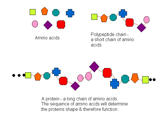<p>long chains of small units called <strong>amino acids</strong></p>
