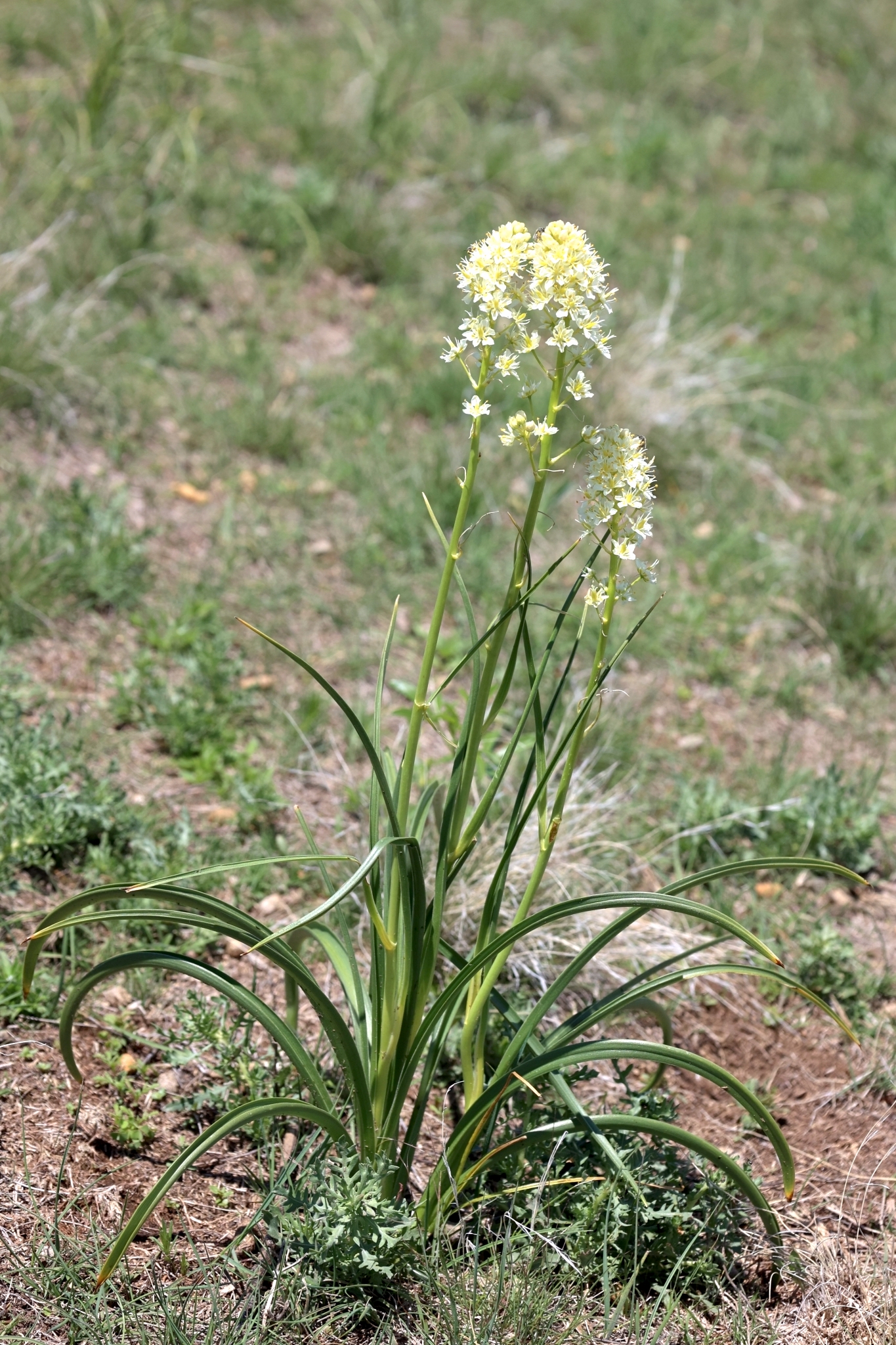 <p>creamy white, bell-shaped flowers with green glands at the base of the petals. Foul-smelling, fairly compact, terminal cluster.</p>