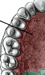 <p>What is this pointing to? What bone is it on?</p>