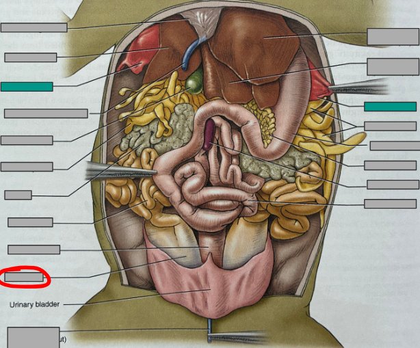 <p>What part of the organism is this?</p>
