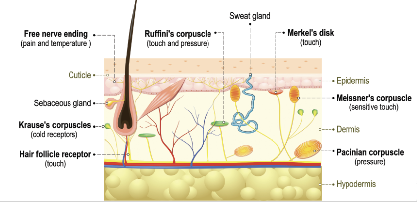 <p><strong>Meissner’s corpuscles are located closer to the:</strong></p>