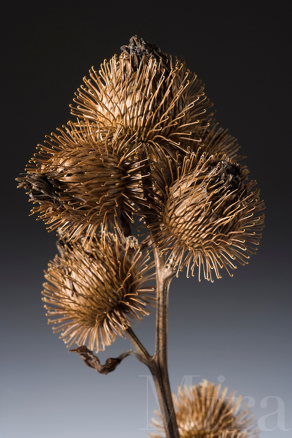 <p>Identify the weed</p>