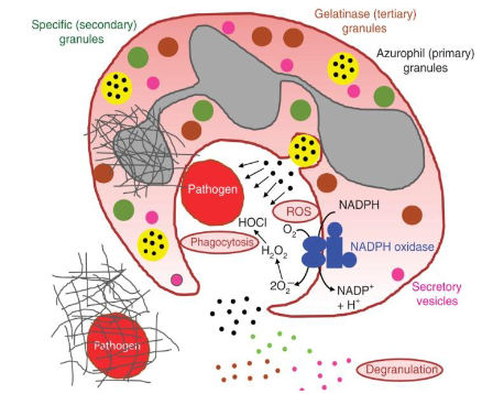 <p>- Attracted to and move to sites of infections</p><p>- Adhere to the foreign particle via receptors</p><p>- Pseudopodia form and encircle the particles</p><p>- Ingest foreign particles</p><p>- Phagosome forms</p><p>- Fusion of primary &amp; secondary granules</p><p>- Granule contents discharged</p><p>- Bacterial kill</p><p>.</p><p>- Primary (azurophilic) granules are formed early, containing digestive enzymes (myeloperoxidase, elastase), while secondary (specific) granules form later, releasing regulatory proteins (lactoferrin) to fight pathogens</p>