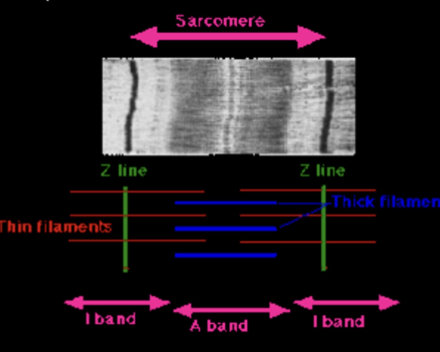 <p>• sarcomere</p><p>• myofibril</p><p>• muscle fiber</p><p>• muscle</p>