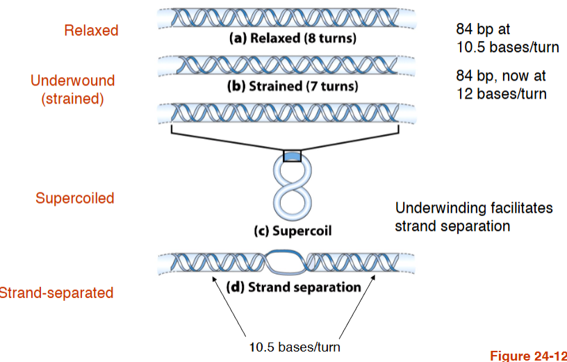 <p>Underwinding facilitates strand separation</p>
