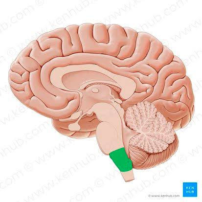 <p>Medulla oblongata</p>
