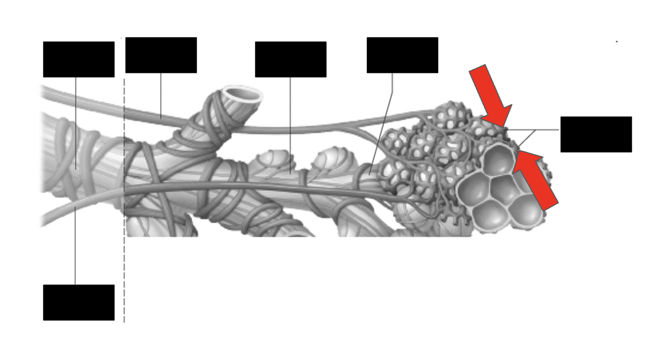 <p>Identify the highlighted structure</p>
