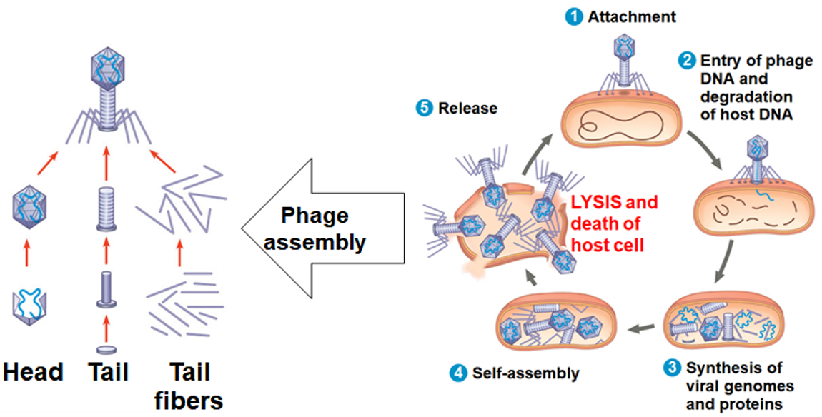 <p>Lytic Cycle</p>