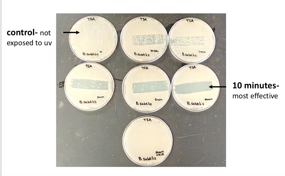 <p>name the 2 variables that we tested that influence the effectivness of uv exposure</p>