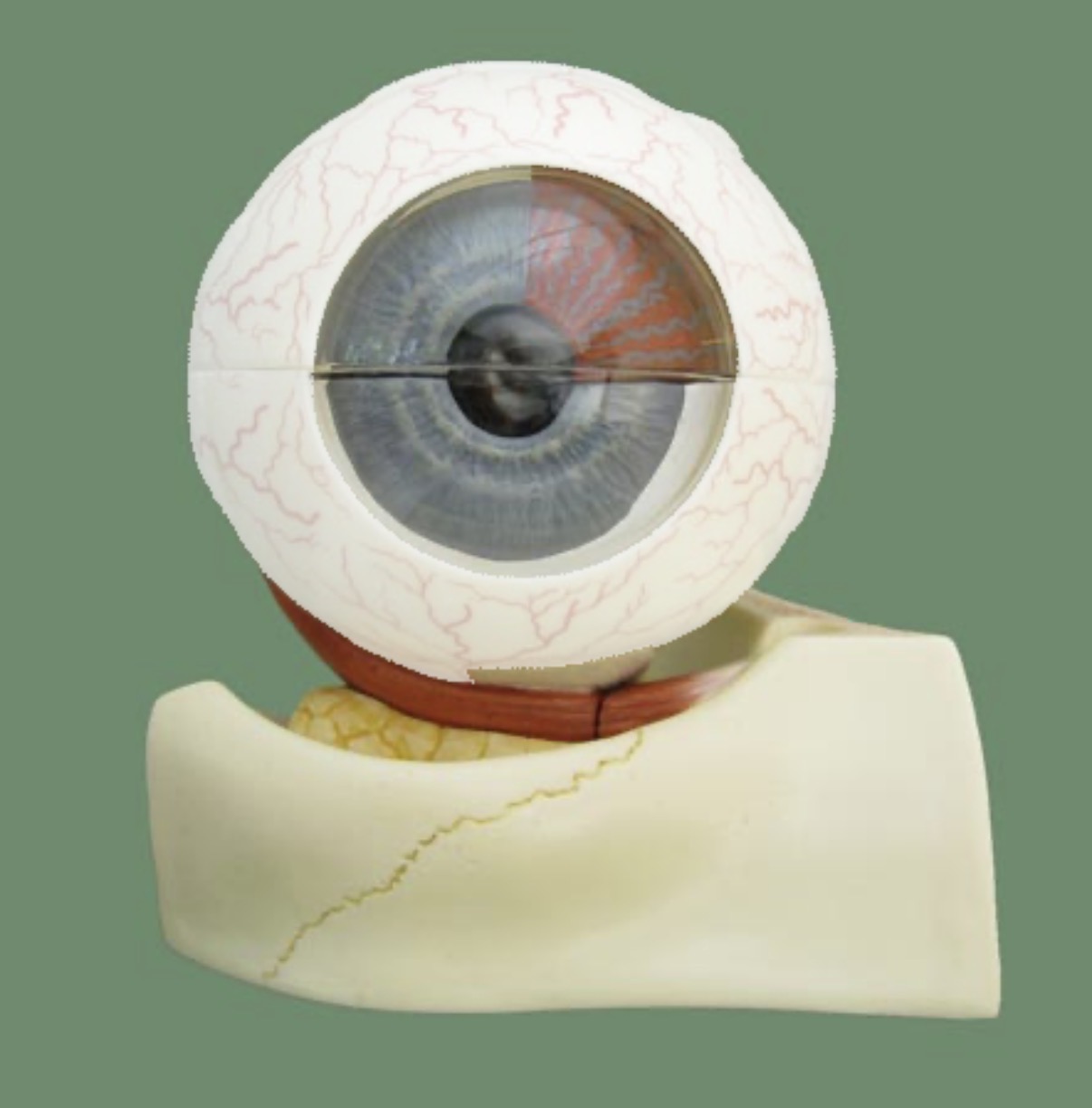 <p>white, tough outer layer of the eyeball</p>