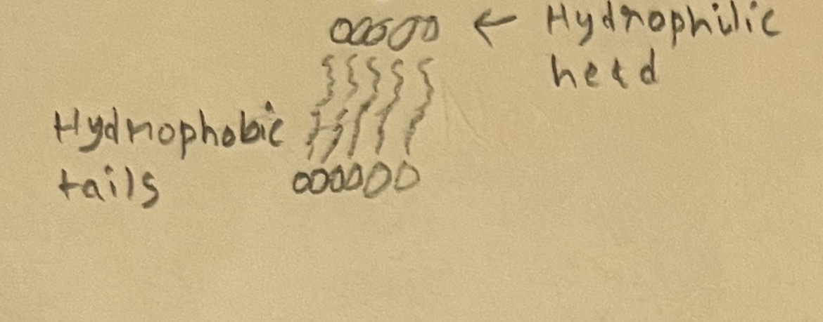 <p><span><span>when  phospholipid bilayer is put in aques  Environment (cells) the hydrophobic tails like to stick together and have hydrophobic interactions. The hydrophilic head likes to interact with water</span></span></p>