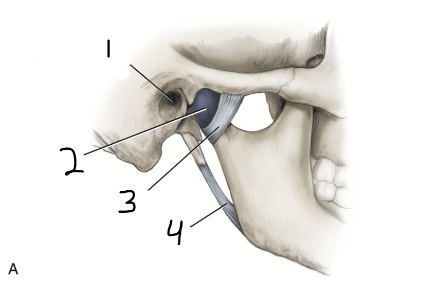 <p>which number is the stylomandibular ligament</p>