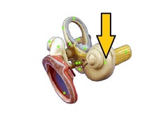 <p>The inner-ear structure that converts sound vibrations into neural signals.</p>