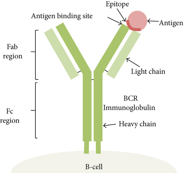 <p><span style="background-color: transparent;">precise molecular shapes/configurations recognized by B cells</span></p><p><span style="background-color: transparent;">or</span></p><p><span style="background-color: transparent;">peptide sequence detected by T cells</span></p><p><em>(Place where antigens stick to antibody)</em></p>