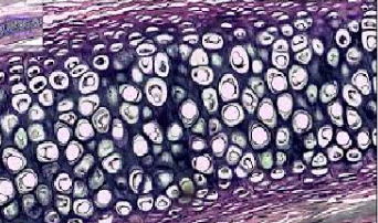<p>ID Tissue (Be specific)</p>